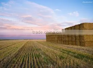 Runshine Since 1989 9YFQ1.9 Square Baler Machine thumbnail-6