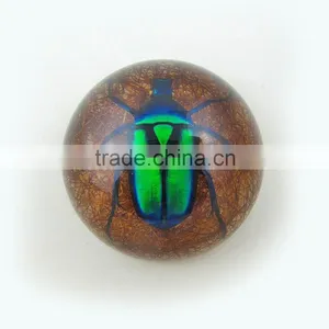 2016 Latest Design Meaningful Paperweight for Promotion Gift With Real Insect thumbnail-1