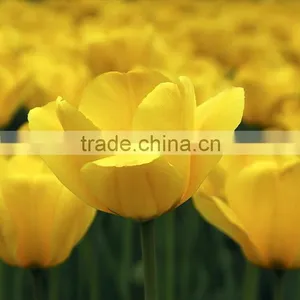 Special New Coming Wholesale Cheap Tulip Flowers thumbnail-5