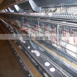 Birdsitter ISO9001 Qualified Aluminum-Zinc Alloy Poultry Farm Chicken Cage Quality Choice thumbnail-2