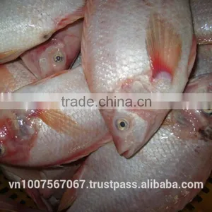 FROZEN RED TILAPIA thumbnail-1