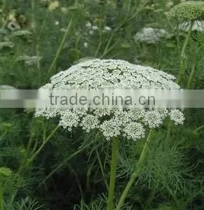 Ammi Majus ,Lace Flower , Ammi Majus Linn.,flower Seed,herb Seed,vegetalbe Seed,fruit Seed,grass Seed thumbnail-6