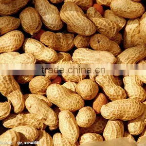 Organic Raw Peanut From China thumbnail-1