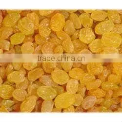 Sultana Golden Raisins thumbnail-1