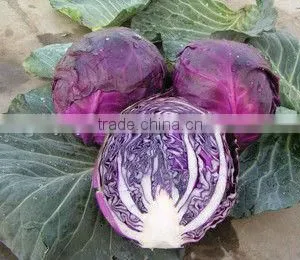 Health Food Ingredient Plant Extract Red Cabbage Color thumbnail-1
