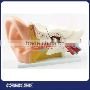 High Quality Ear Anatomy Model From Soundlink thumbnail-3