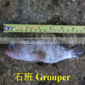 Grouper thumbnail-4