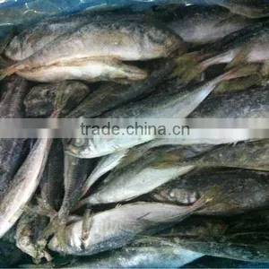 Sea Frozen Horse Mackerel Trachurus Japonicus thumbnail-1