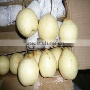 Chinese Yellow Pears Supplier thumbnail-1
