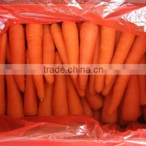 2016 New Season Carrot thumbnail-1