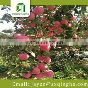 Plastic Decorative Small Red Apples Made in China thumbnail-2