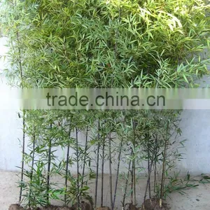 Bamboo Seedling thumbnail-5