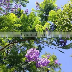 Jacaranda Mimosifolia thumbnail-3