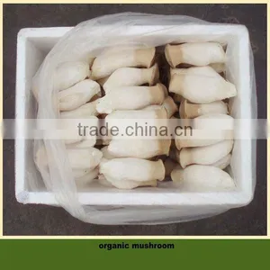 King Oyster Mushroom thumbnail-1