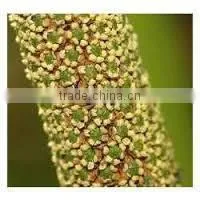 Supplier of Calamus Essential Oil thumbnail-5
