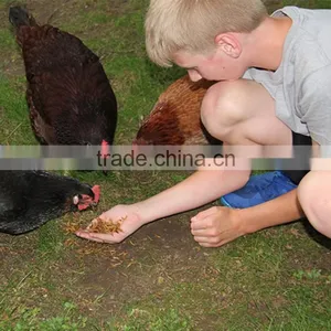 Backyard Chicken Feed thumbnail-1