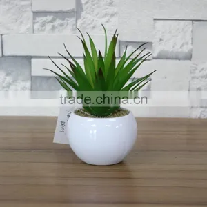 White Potted Mini Succulent Plants Bonsai thumbnail-3