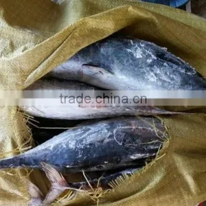 Types of Tuna Bonito Tuna thumbnail-1