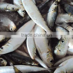 Frozen W/r Sardine thumbnail-2