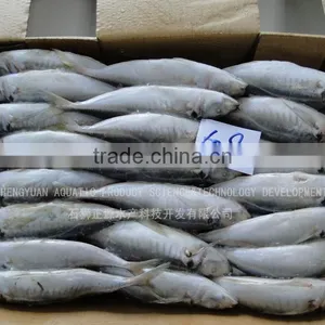 Frozen Fish Frozen Horse Mackerel 60--80 thumbnail-3