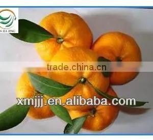 Mini Size Baby Juicy Orange thumbnail-3
