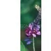 Pueraria/Kudzu Extract 40~95% Isoflavones (HPLC) thumbnail-1