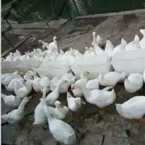 Duck Nest Box/ Duck Feeder thumbnail-5