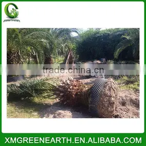 Phoenix Canariensis Palms Trunk 1-1.5m thumbnail-1