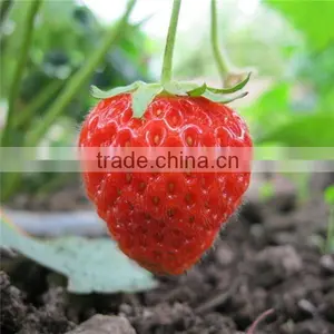 Bulk Package Size Frozen Strawberry Package Size thumbnail-2