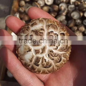 Edilble Dried Tea Flower Mushroom Growing in Autumn thumbnail-1