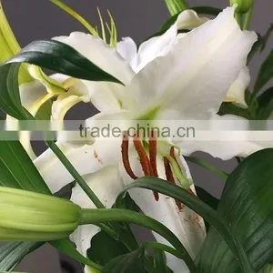Best Quality Siberia Long Stem White Color Lily thumbnail-3