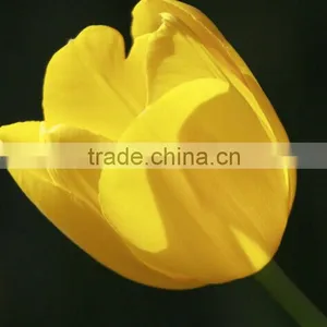 Fashion Crazy Selling Decorative Tulip thumbnail-3