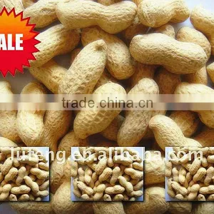 Roasted Peanuts in Shell thumbnail-1
