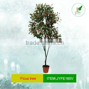 Variegated Ficus Tree thumbnail-1