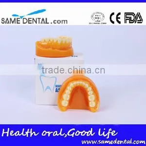 Double-Color Dentition Model School Education Teaching Model thumbnail-6