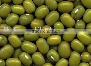 Green Mung Bean Beans/09 Crop thumbnail-1