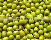 New Crop Thailand Green Mung Beans Machine Cleaned thumbnail-1