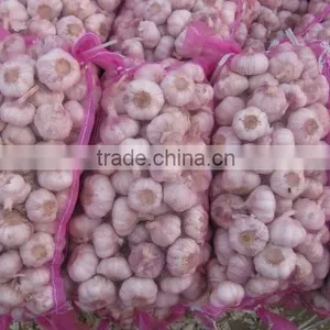 Garlic in 20kg Bags thumbnail-1