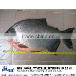 New Fresh Frozen Pomfret on Sale thumbnail-1