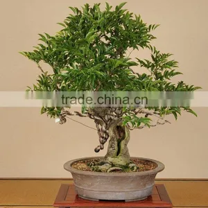 Bonsai Tree thumbnail-1
