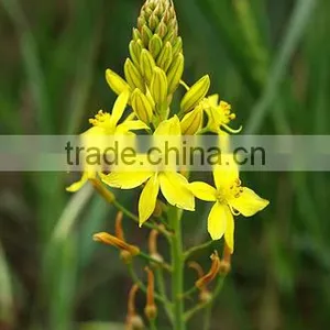 Bulbine 1 thumbnail-1