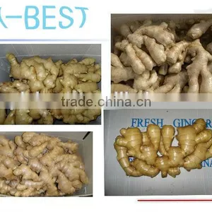 Organic Fresh Ginger thumbnail-6