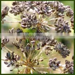 Parsley Seed Oil thumbnail-1