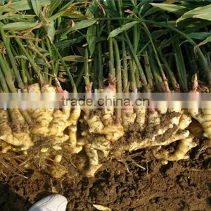 Liquid Organic Chitosan Fertilizer Bio Fungicide Soil Regulator Liquid Bio Fertilizer for Agriculture thumbnail-4