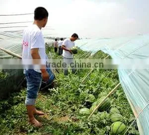 Macroelement Fertilizer Completely Water Soluble Liquid thumbnail-4