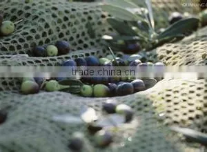 Farm Olive Net thumbnail-1