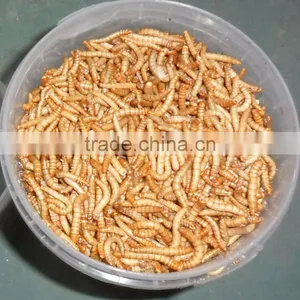 Vacuum Freeze Dried Mealworm Pet Bird Food thumbnail-3