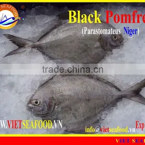 FROZEN BLACK POMFRET WHOLE ROUND thumbnail-2
