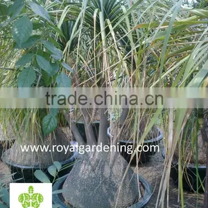 Beaucarnea Recurvata ( Nolina Recurvata) Ponytail Palms as Outdoor Plants thumbnail-3