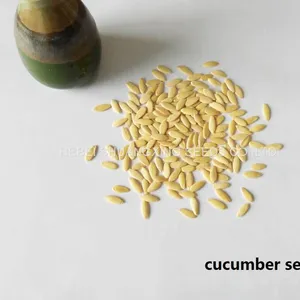 Good Quality High Yield Hybrid F1 Green Cucumber Seeds for Sale thumbnail-4